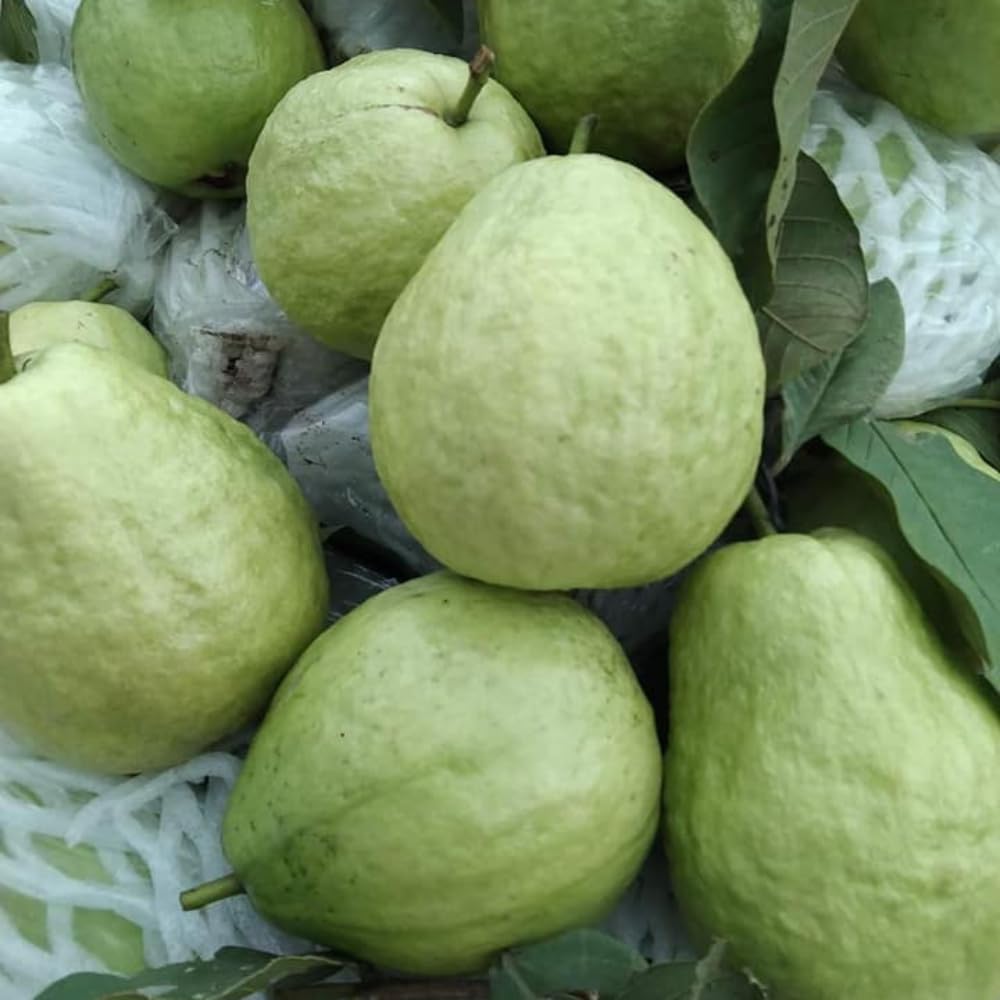 Pink Guava Plant Live, Hardy Tropical Guava Plant 3-4 Feet, Guava Fruit Tree Well Rooted in 3 Gallon Pot, No Ship to CA