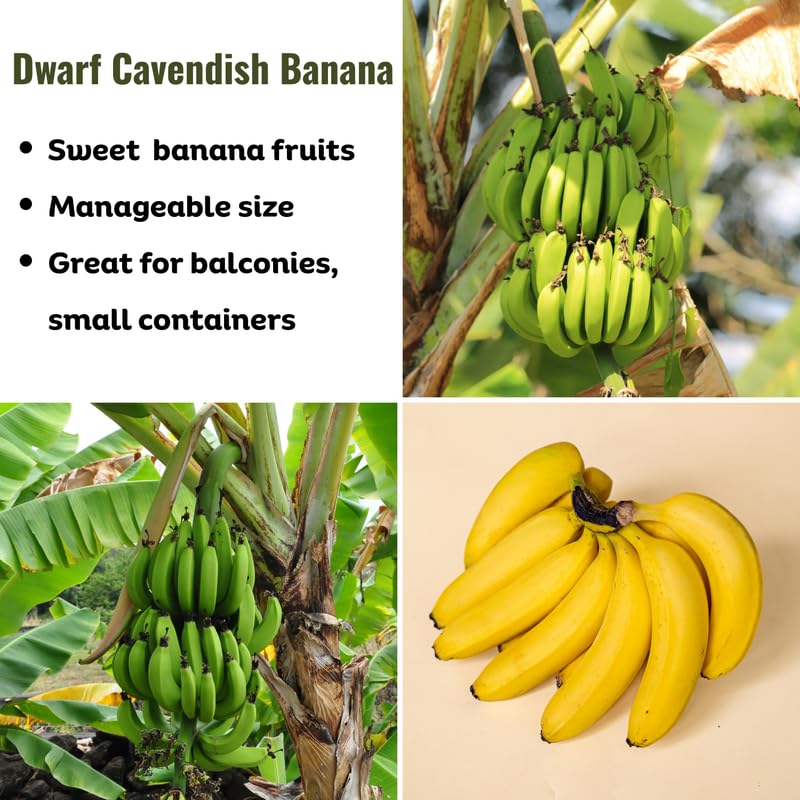 Dwarf Cavendish Banana Plant, Banana Trees Live Plants, 4-6" Tropical Fruit Tree for Home Garden, Patio and Container Growing