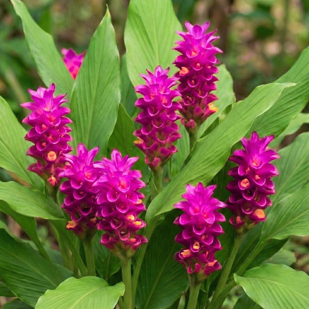 Ginger Curcuma Live Plant for Outdoor Planting, Very Hardy, Herbs Plants Perennial for Zones 8 to 11, Size 5-9" in Tall, No Pot, Turmeric Color