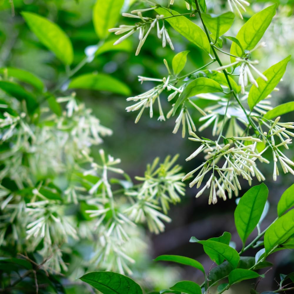Set 4 Night Blooming Jasmine Plants Live, White Flower Jasmine Live Plant Well Rooted