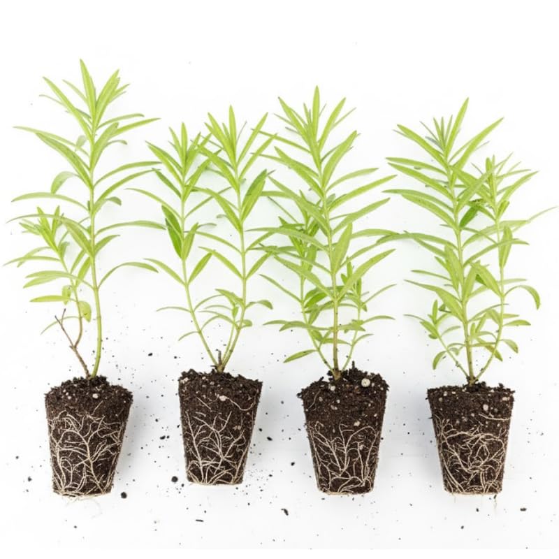 Set 2 Milkweed Plants Live, 5-8" Tall Perennial Butterfly Milkweed Plants, Well Rooted, Asclepias Tuberosa Live Plant