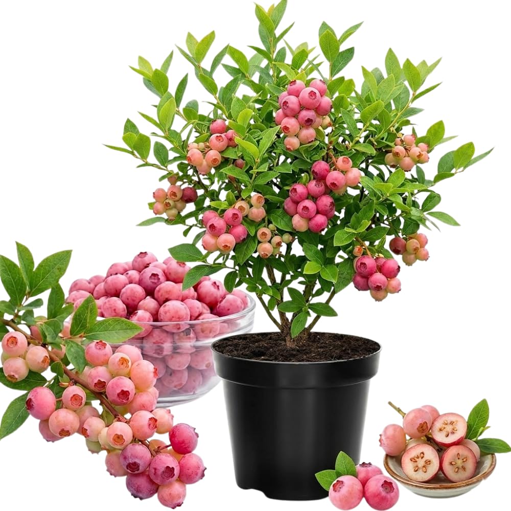 Pink Lemonade Blueberry Bush Live Plant, 1-2 Ft Tall, Hardy Blueberry Plant in 1 Gallon Pot, Well-Rooted Fruit Plant, No to CA