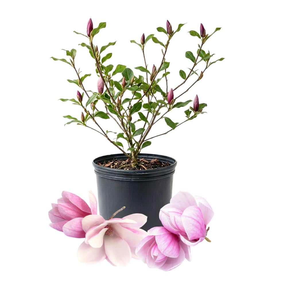 Jane Magnolia Plant Live, Magnolia Trees Live Plants, Pink Flower, 2-3 Feet Tall in 3 Gallon Pot for Growing, No Ship to CA