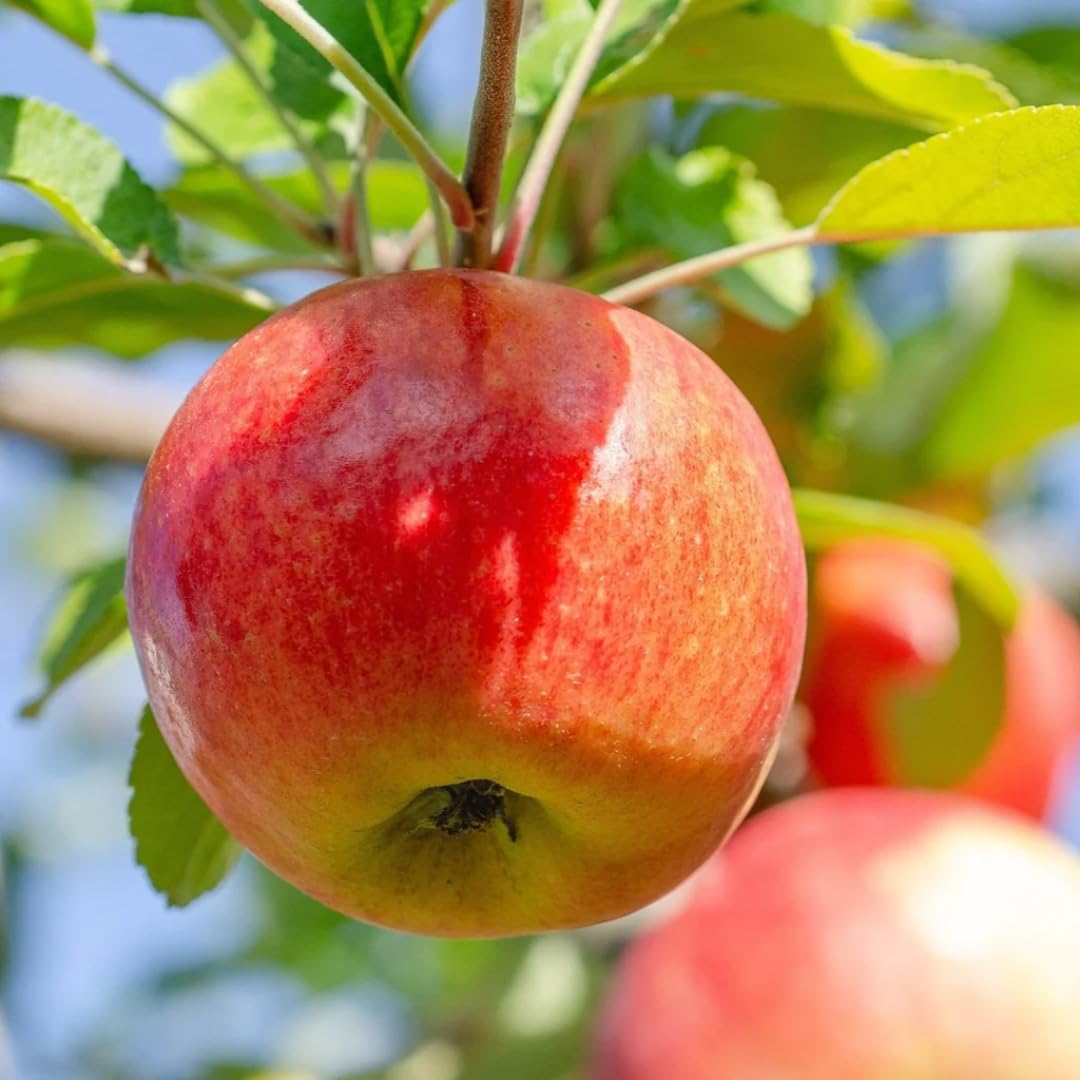 Gala Apple Tree Live Plant Up to 3 Feet, Bare Root Dormant, Spring Break Fruit Sweet Apple Trees Live Plants for Outdoor Planting, Cold Hardy Fruit