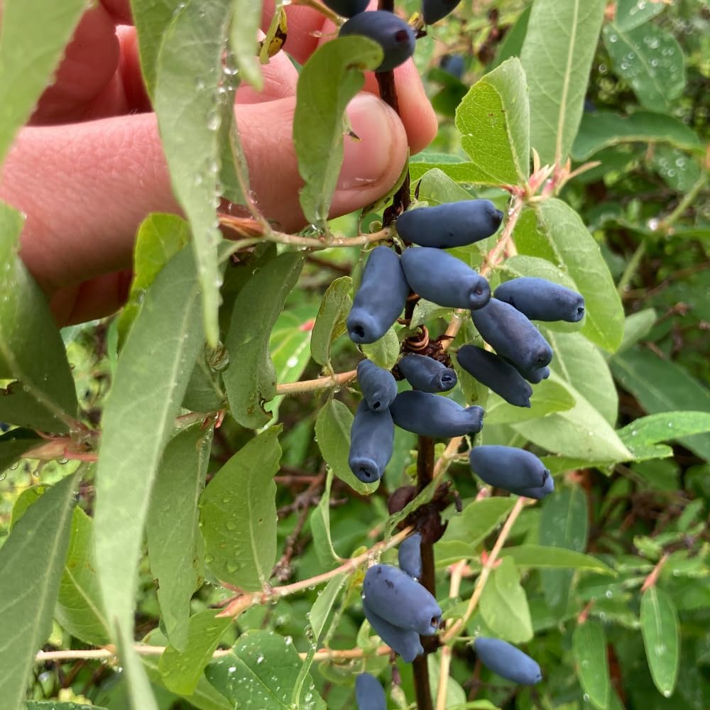 Haskap Live Plant, Haskap Honeyberry Bush, 4-8 Inch Tall
