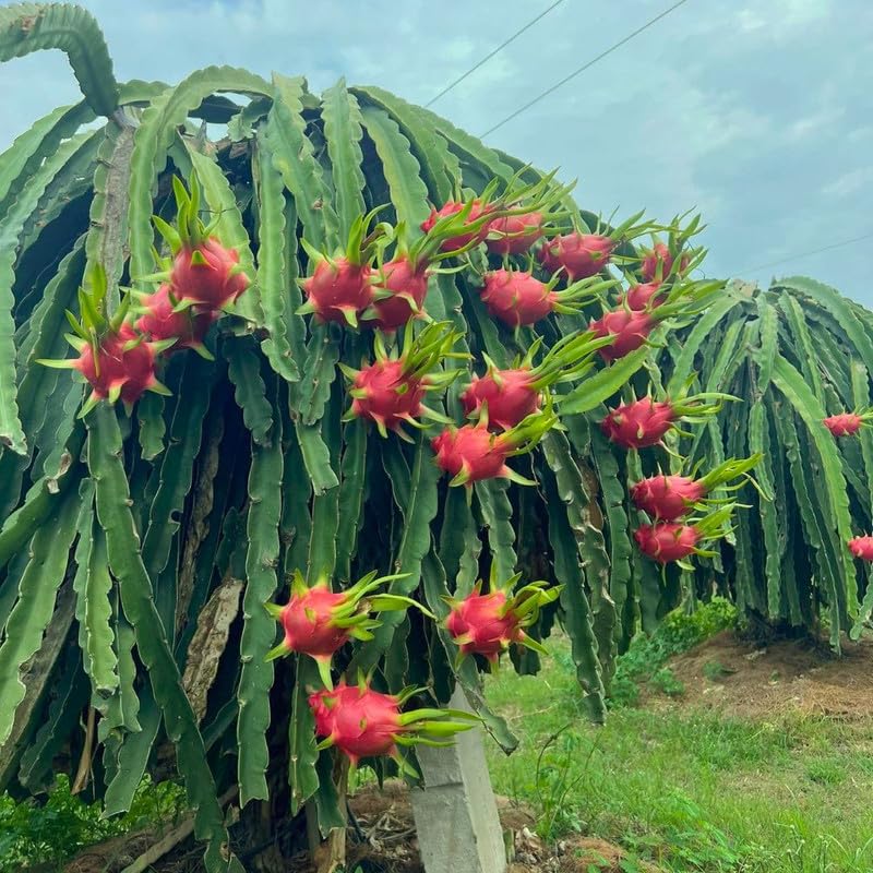 Live Red Dragon Fruit Plant 1-2 Feet Tall, Red Dragon Fruit Live Plant, Fruit Tree for Planting Outdoor