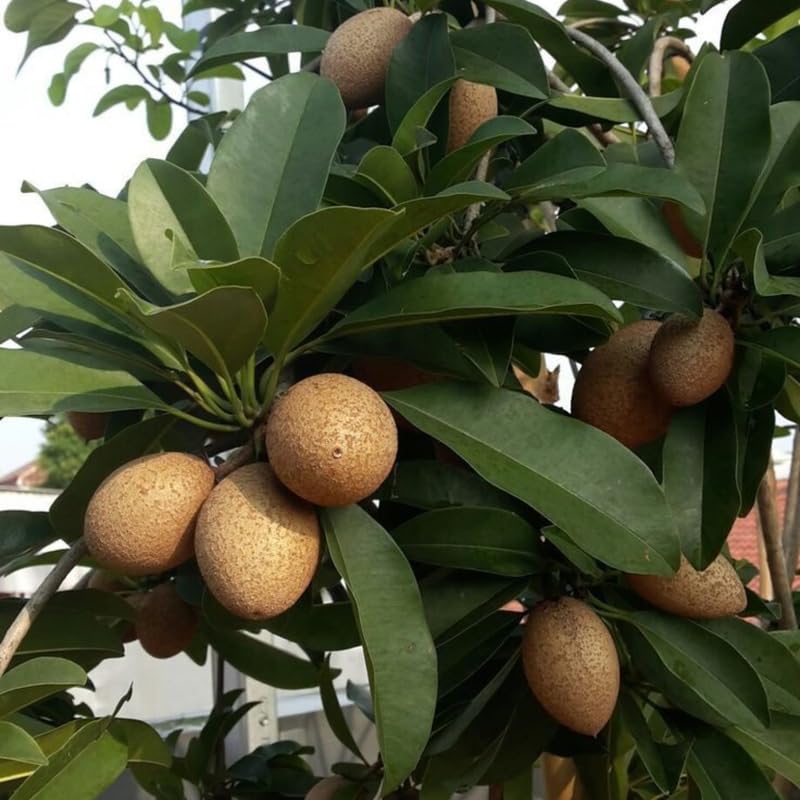 Live Sapodilla Plant, Tropical Fruit Tree for Indoor Outdoor Planting, 2-3 Feet Tall in 3 Gallon Container, No Ship to CA
