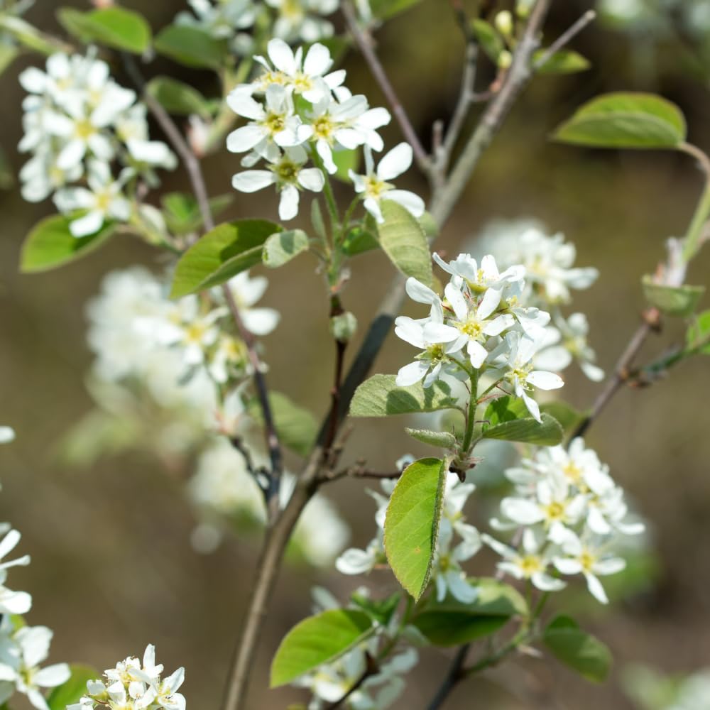 Serviceberry Live Plant, Berry Plant, 4-8 Inch Tall