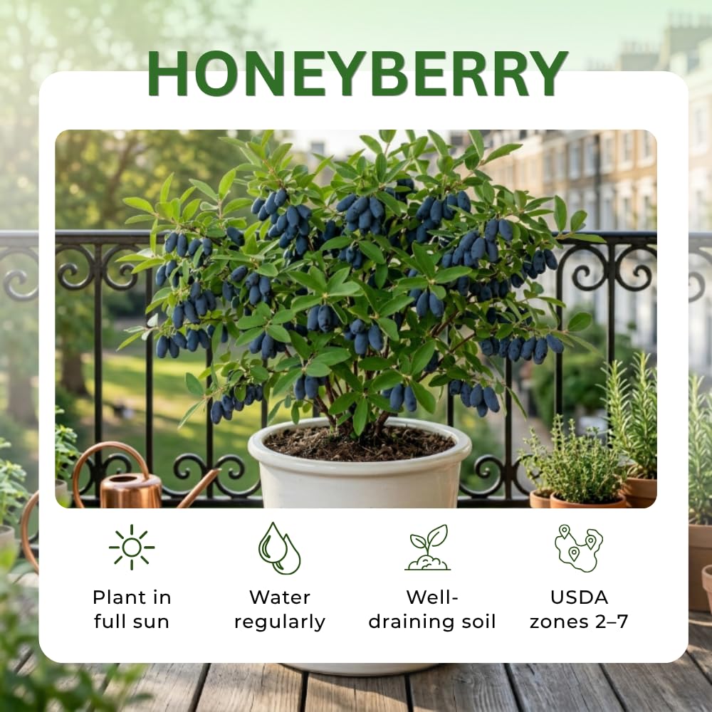 Honeyberry Plant, Haskap Berry Plant, 4-8 Inc Tall, Cold Hardy Honey Berry Plants for Patio and Outdoor Garden, No Pot