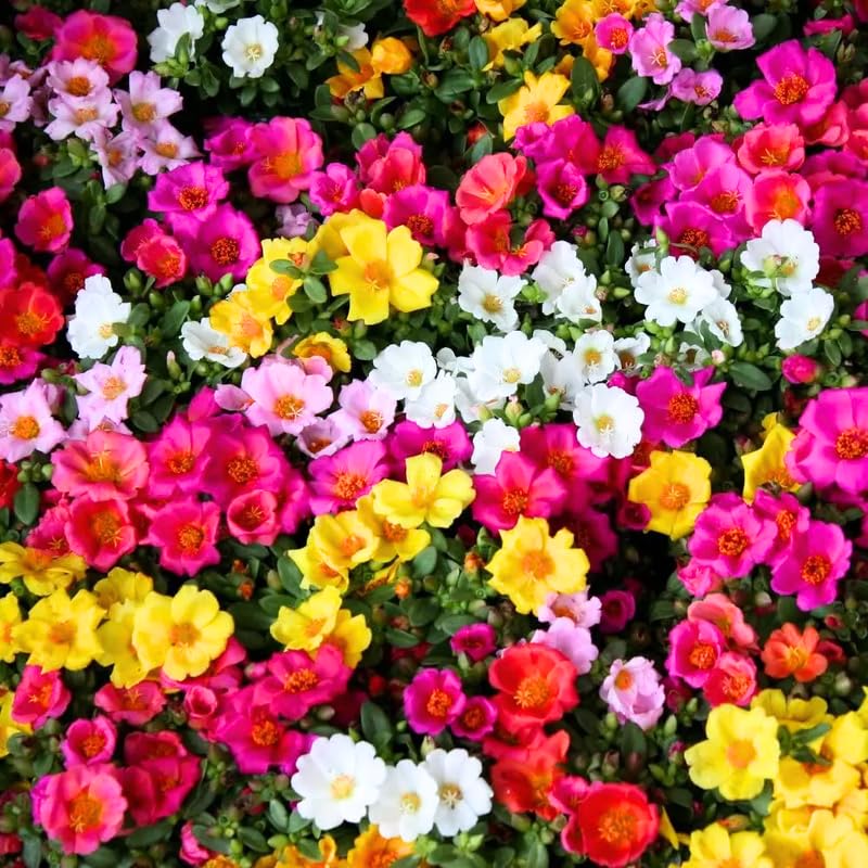 4 Mix Moss Rose Plants Live, Portulaca Ground Cover Flowers, 4-6 Inch Tall Plants for Garden or Containers