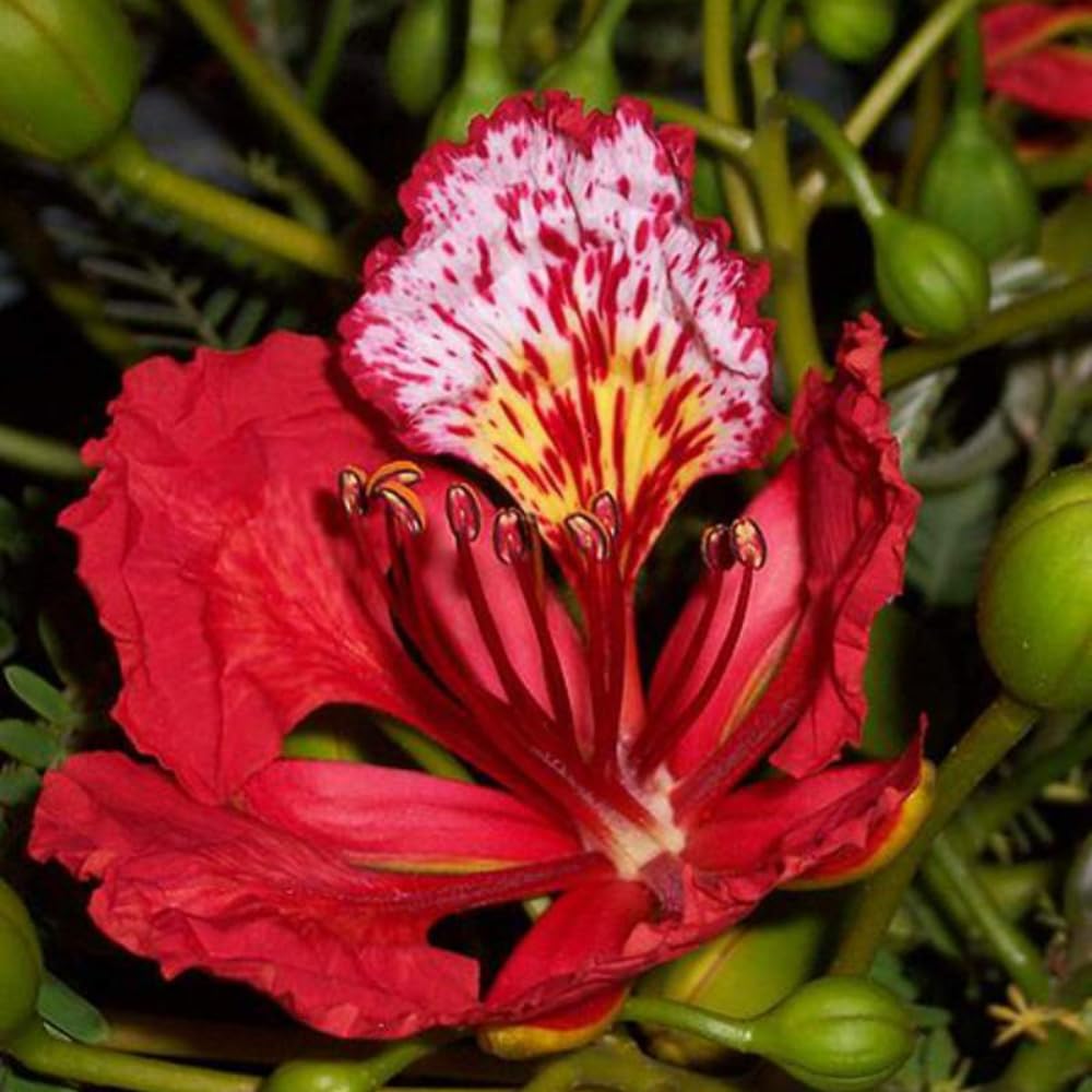 10 Royal Poinciana Seeds for Planting, Red Tropical Flamboyant Tree Seeds for Outdoor Landscapes