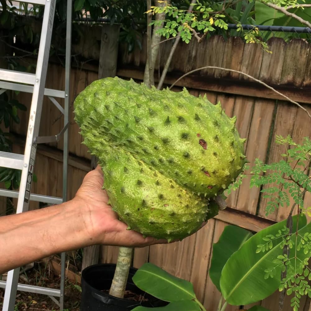 Live Soursop Tree in 3 Gallon Pot, Large Sweet Guanabana Tree from 2 to 3 Feet Height, 2 Year Old, Annona Muricata Guanabana, No Ship to CA