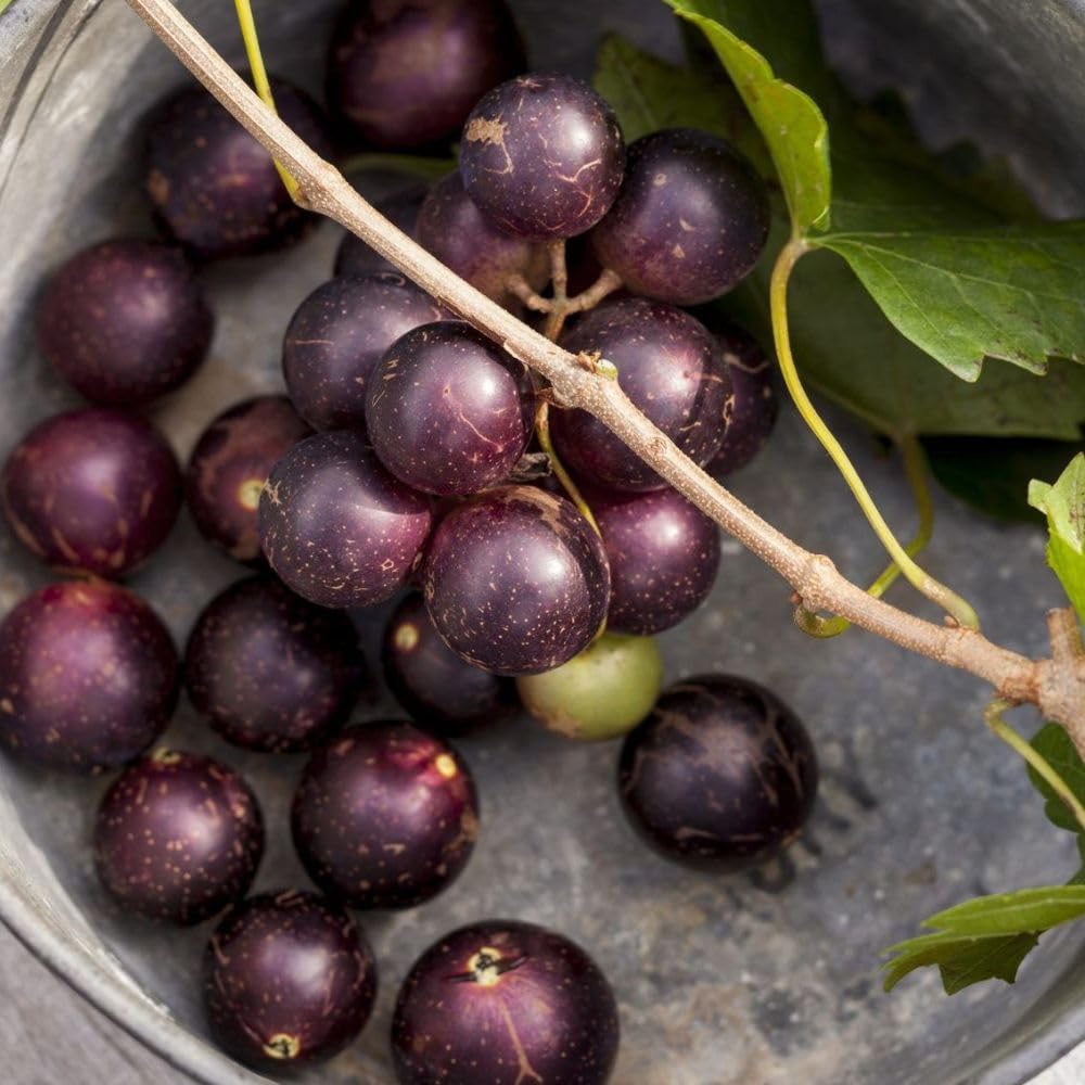 No CA, Muscadine Grape Plant 1 Gallon Pot, Sweet Grapes Vines for Planting, 20-24" Tall, Backyard Garden Plants