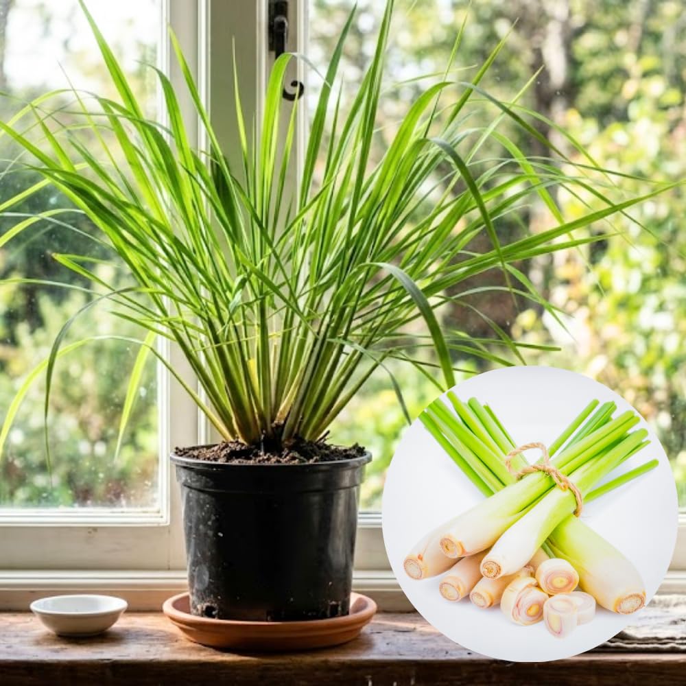 Pack 5 Lemon Grass Live Plant, Perennial and Fragrant Bush, Lemongrass Seedlings Well Rooted in 1 Gal Pot