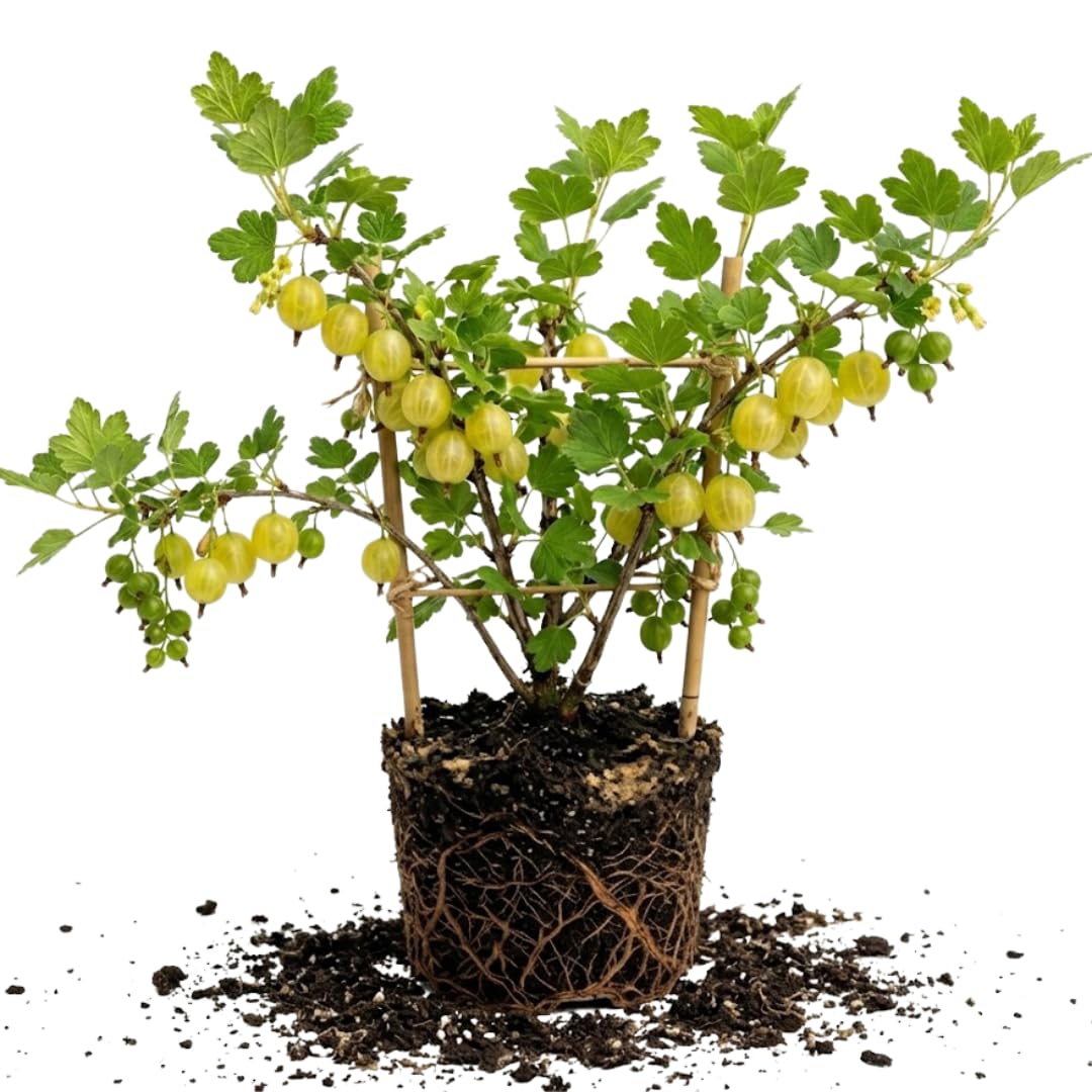 Gooseberry Bush Live Plant, Cold Hardy Berry Bush, 5-7 Inch Tall