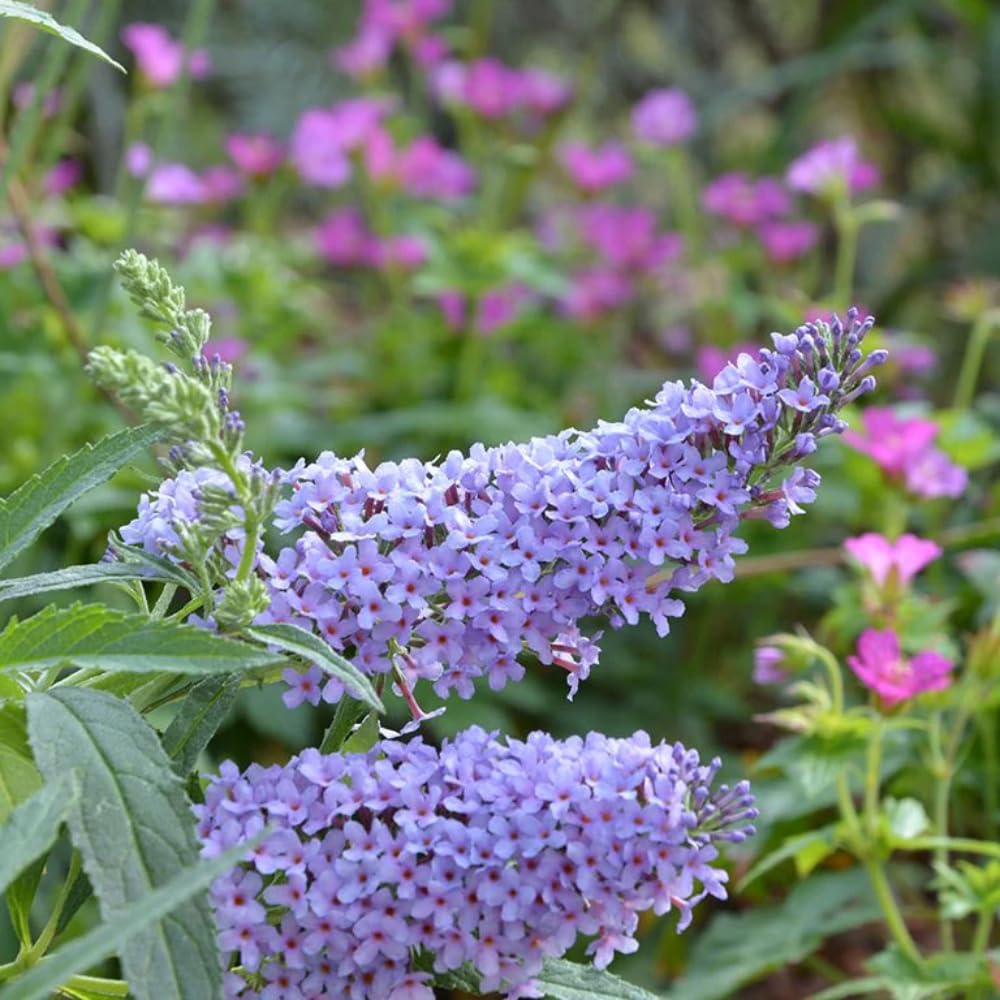 2 Purple Blue Butterfly Bushes Live Plants, Perennial Butterfly Bush for Outdoor Garden 4-7 Inches