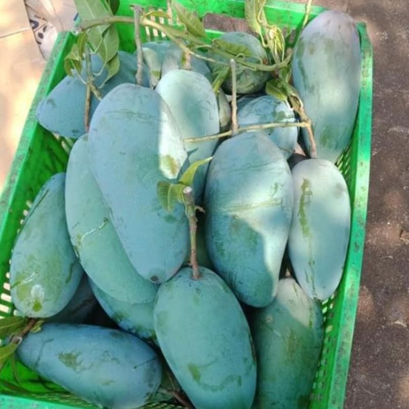 Dark Green Mango Tree Live Plant, 3 Gallon Pot, Mango Plant for Outdoor Garden Growing, No Ship to CA