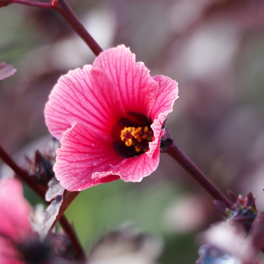 Set of 2 Live Cranberry Hibiscus Plants, Ornamental Hibiscus, 4-8 Inches Tall for Indoor or Outdoor Planting