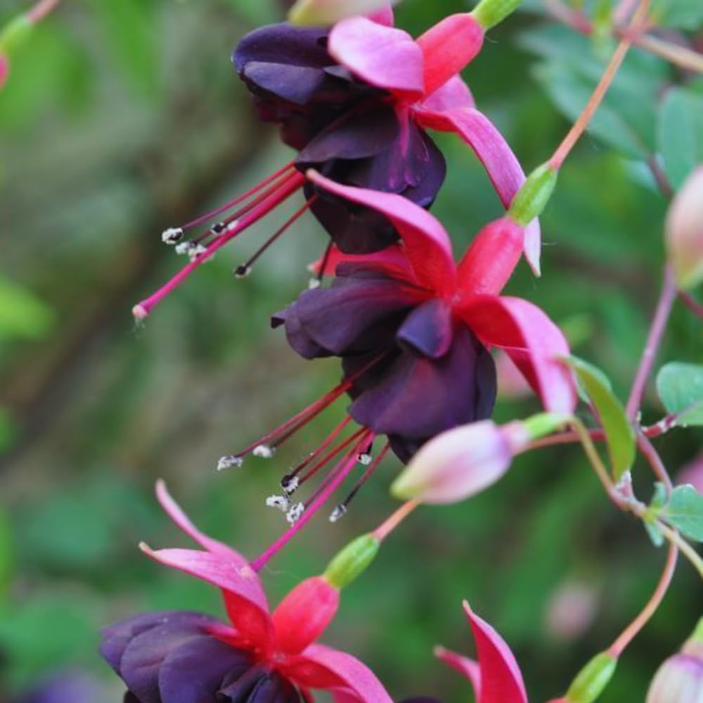 3 Fuchsia Plants Live, 3 to 6 Inc Tall, Red Black Fuchsia Flower Plants for Your Garden