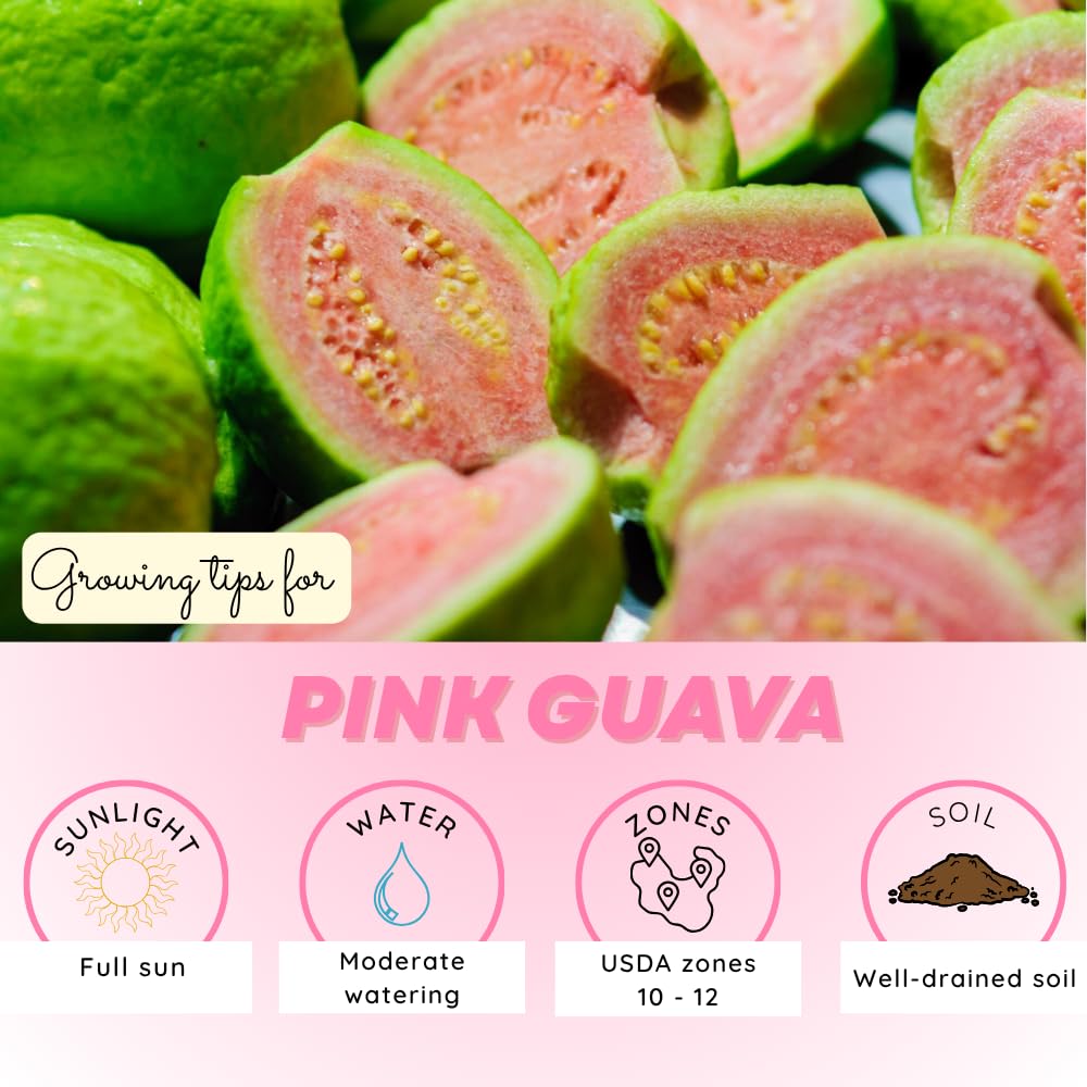 Pink Guava Tree Live Plant, Tropical Guava Fruit Tree for Planting, Sweet Fruit, 2-3' Tall in 3 Gallon Pot, No Ship to CA
