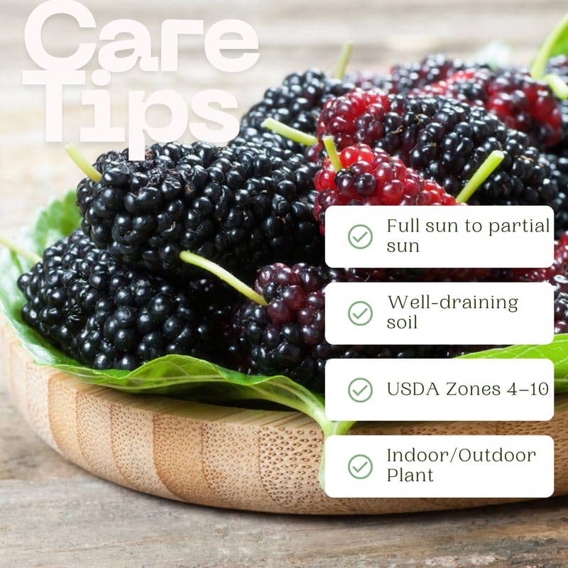 Dwarf Mulberry Tree Live Plant, Hardy Mulberry Fruit Tree for Planting Indoor Outdoor, Sweet Mulberries Tree Well Rooted 4-8'' Tall
