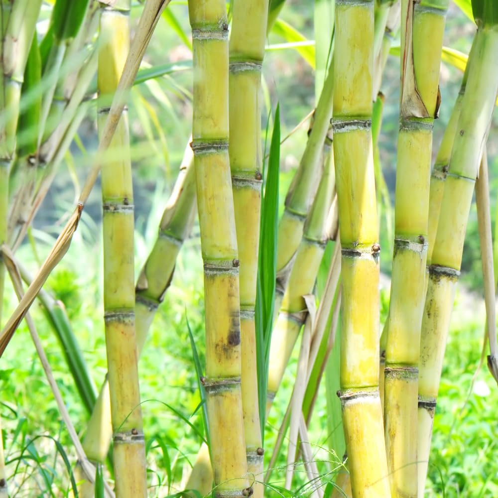 Green Sugarcane Plant in 3 Gallon Pot, 3-4 Sugar Cane Plants Potted, 1 Ft Fast Growing Tropical Starter Plants for Indoor and Outdoor Gardening, No Ship to CA