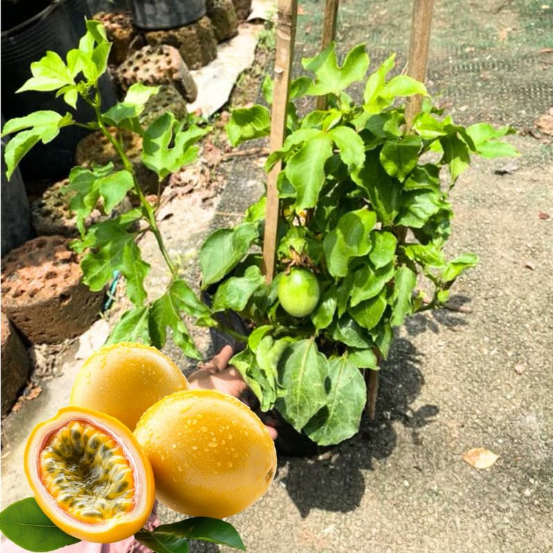 Yellow Passion Fruit Tree Live Plant, Passion Fruit Vine Plant, Passionfruit Live Plant, 3 to 5 Inches Tall, Grow The Patio and Garden