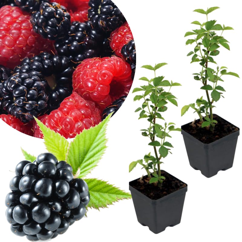 2 Triple Crown Thornless BlackBerry Plants Live for Planting, High Yielding, Sweet Juicy Berries for Your Garden, 4-6" in Tall, Cold Hardy, Dormant in Winter, No Pot