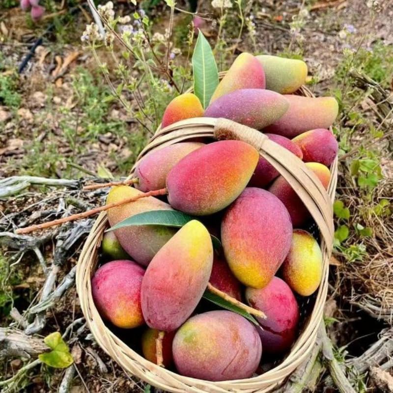 2 Years Old Mango Tree for Planting, Yellow Red Mango Plant Grafted in 3 Gallon Pot, Sweet, Fast-Growing Tropical Tree Seedlings for Outdoor Garden