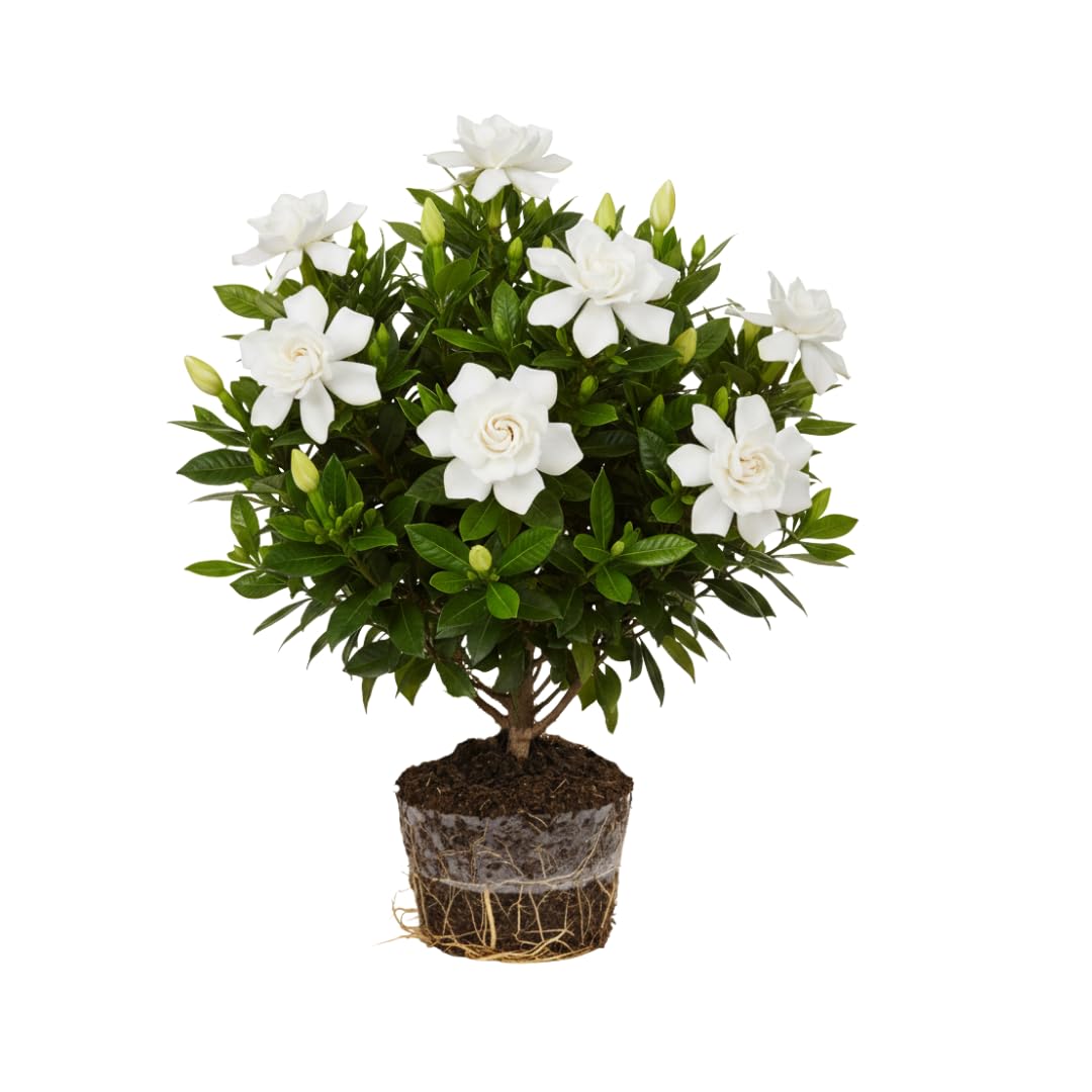 Frostproof Cape Jasmine Plants Live, Arabian Jasmine Plant Indoor, Fragrant Jasmines Flowers 4 to 7 Inch
