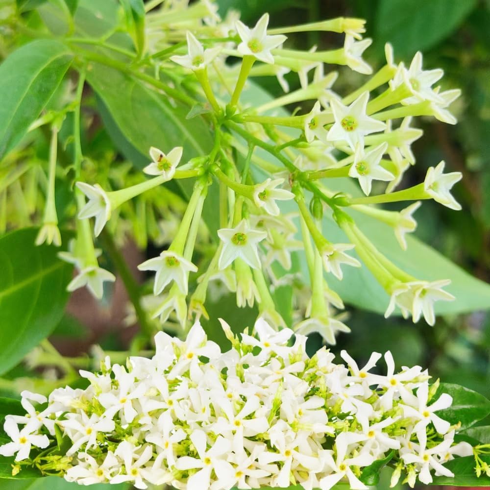 Pack 4 Jasmine Plants Live, Night Blooming Jasmine Flowers, Fragrant Flowering Shrub for Garden or Containers, 4-6" Tall