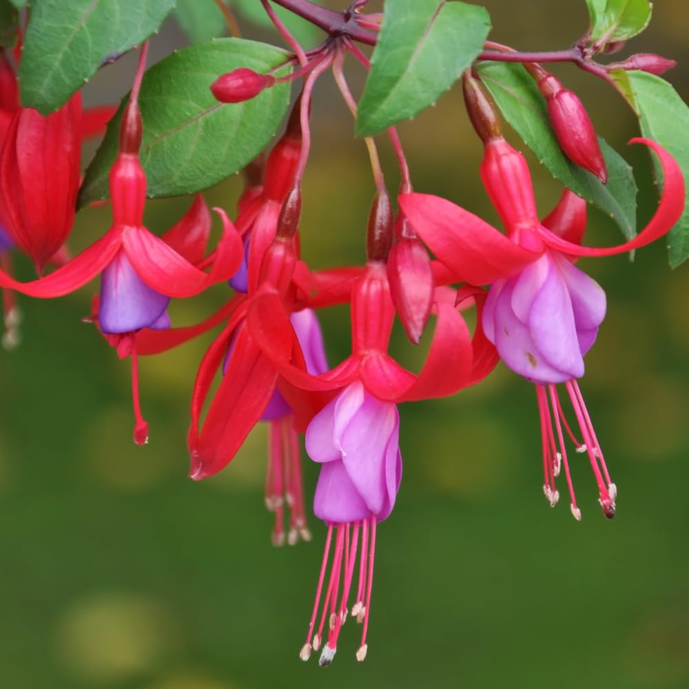 Red Purple Fuchsia Plant Live, Fuchsia Flower Plant, Indoor Outdoor Garden Planting, 2-4 Inches Tall
