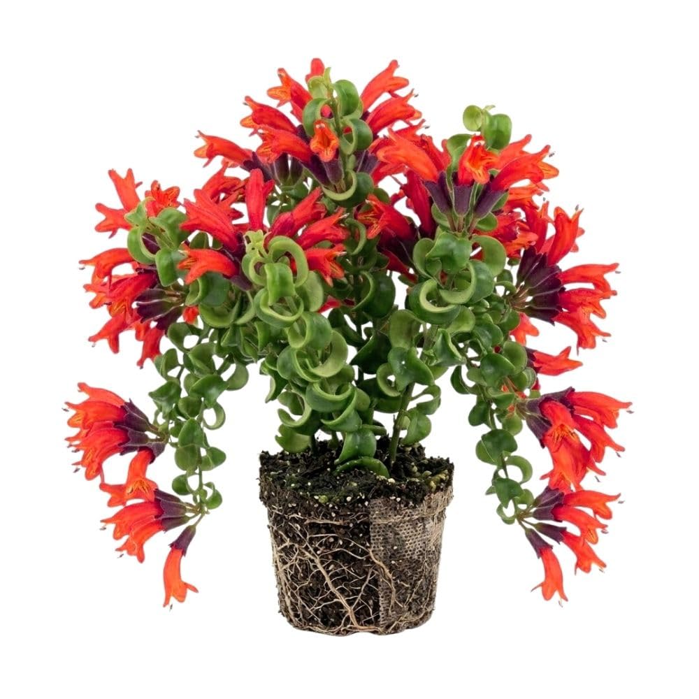 Red Lipstick Plant Live 4-6 Inch Tall, Curly Twisted Lipstick Plant, Curly Lipstick Trailing Vine Houseplant for Indoor Growing, No Pot