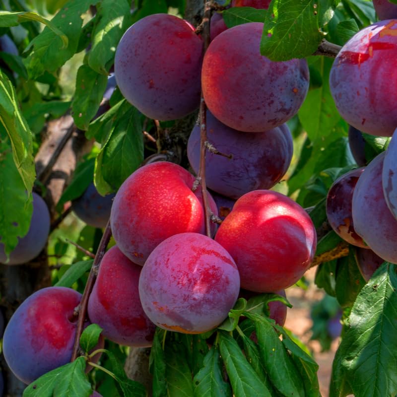 Methley Plum Tree Live Plant, 3 Feet Tall, Sweet Plum Fruit Plant Live for Home Garden, 3 Gallon Pot, No Ship to CA