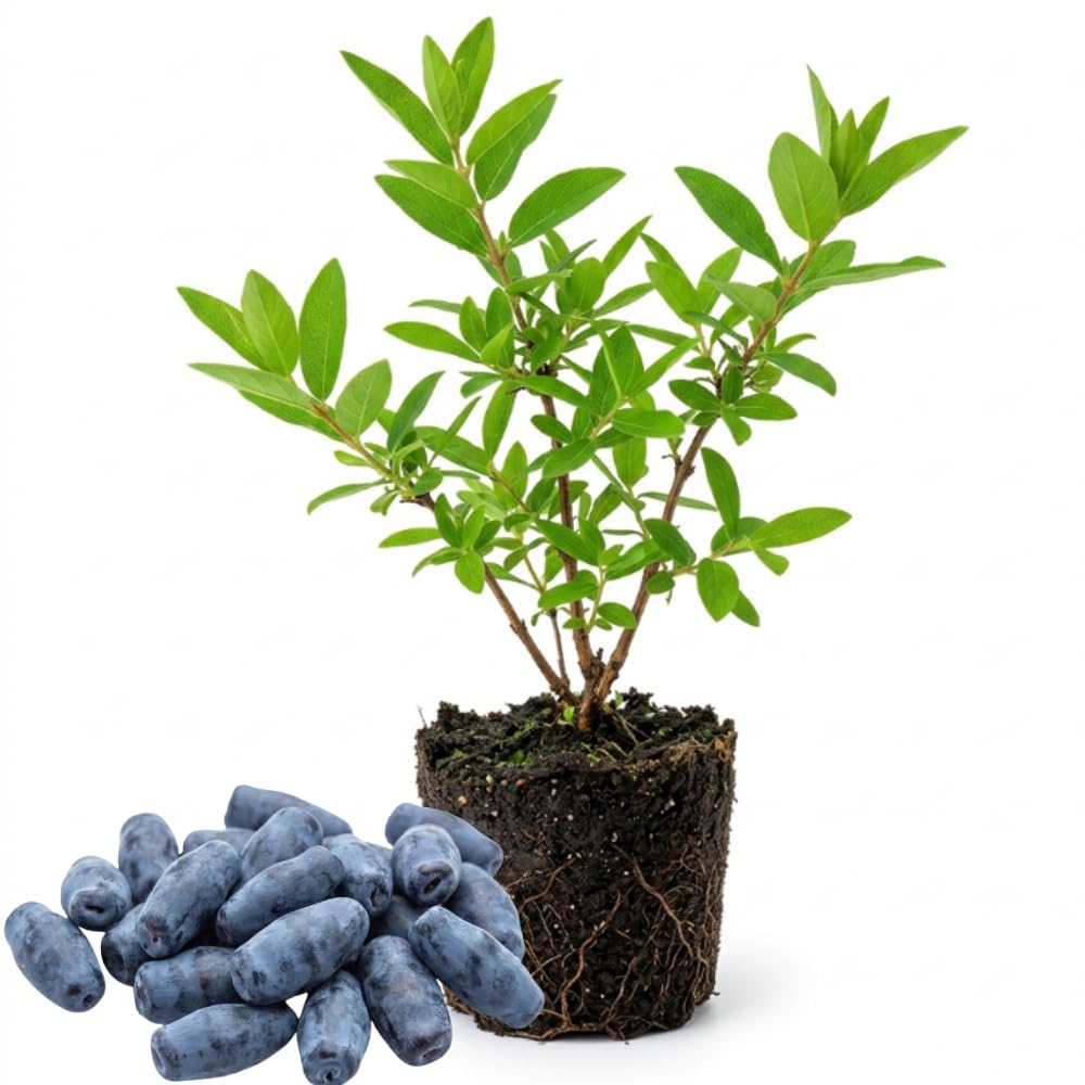 Haskap Live Plant, Haskap Honeyberry Bush, 4-8 Inch Tall