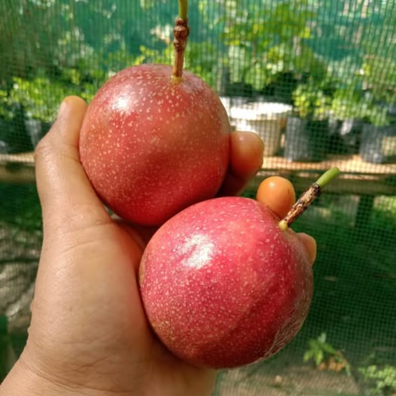 Red Passionfruit Live Plant 1 Gallon - 2-3 Ft Tall Edible Passion Fruit Passiflora Plant Vine, High Yielding, No Ship to CA