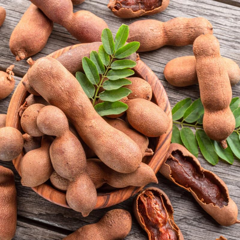 Live Tamarind Tree Plant, 3 Feet Tall, Sweet Tropical Tamarind Fruit Tree in 3 Gallon Nursery Pot