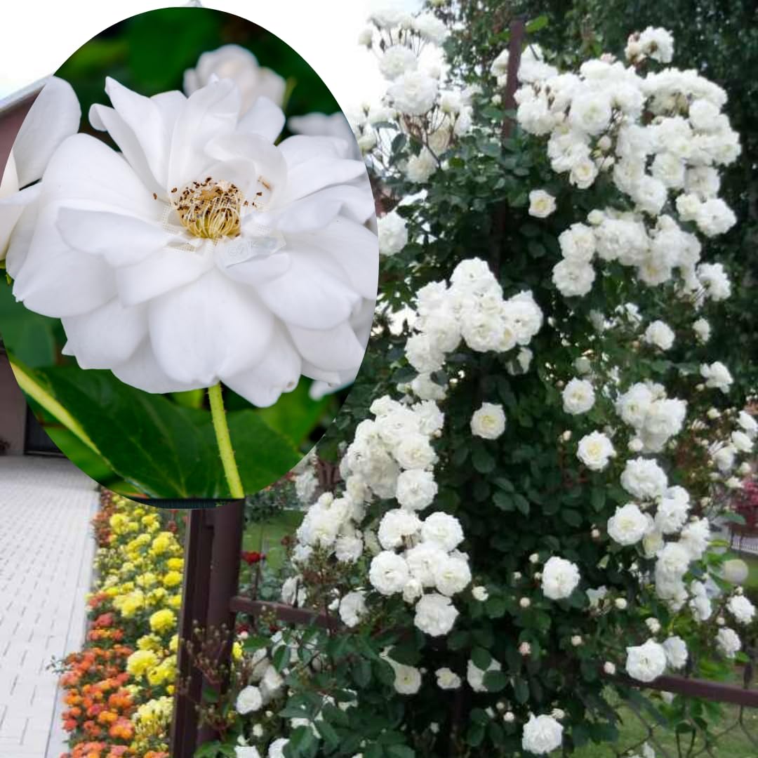 White Rose Plants Climbing, Roses Bushes Plant Live Tree, Fragrant and Well-Rooted, Starter 4 to 9 Inc Tall, No Leaf, Vining Roses for Planting Outdoor, Colorful Blooms