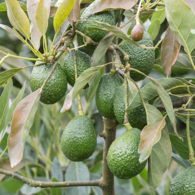 1.5-2.5 Feet Green Avocado Live Plant, Avocado Fruit Tree for Outdoor Planting, Perennial Plant