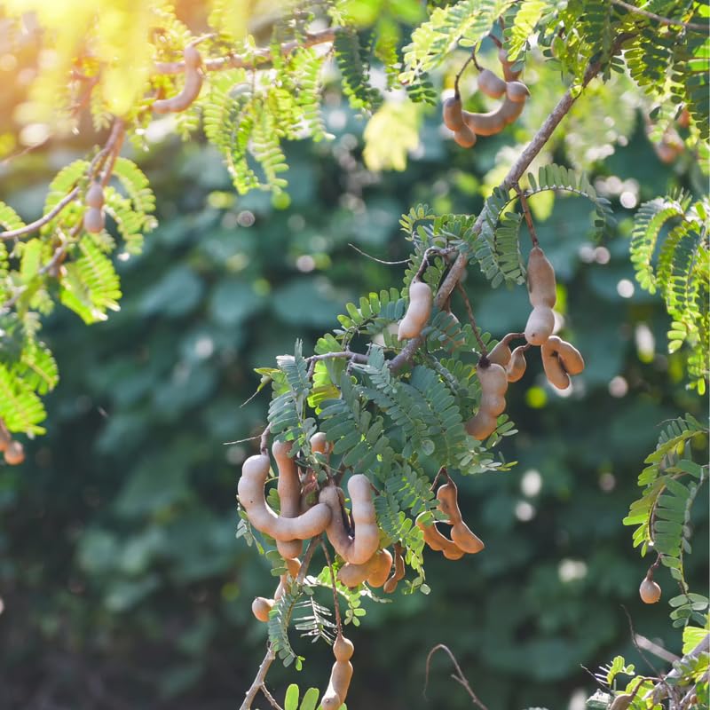 Tamarind Tree, Tropical Tamarind Fruit Tree, 2-3 Feet Tall, Fully Rooted in 3 Gallon Pot for Planting, No Ship to CA