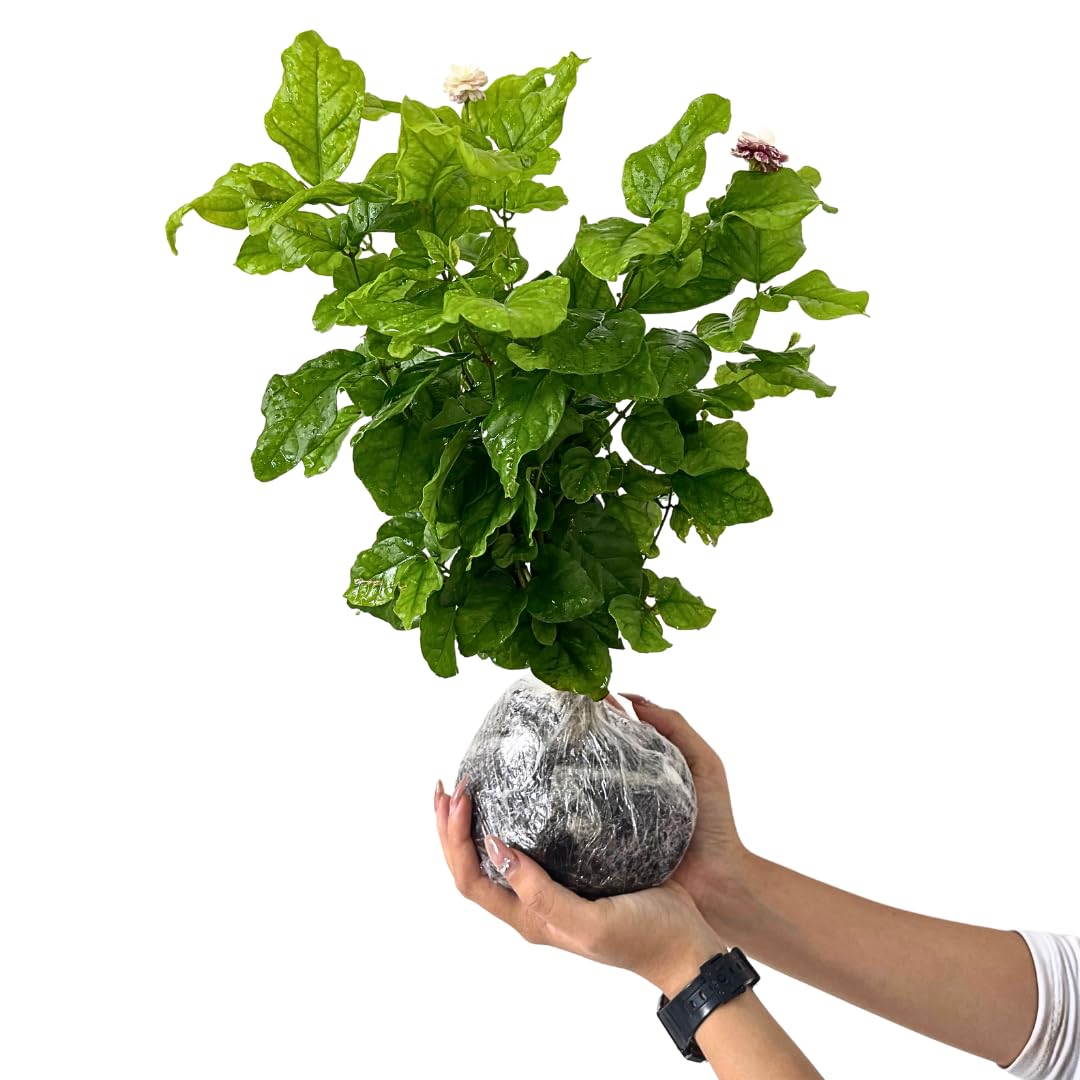 3 Grand Duke of Tuscany Jasmine Plants Live, 5 to 8 Inches Tall, Arabian Jasmine Vine Plant for Gardening and Outdoor Patio