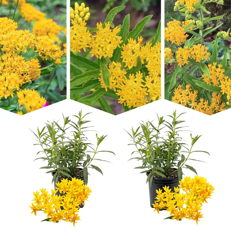 2 Yellow Milkweed Plants Live for Spring Planting, Butterfly Mikweed 4-8" in Tall, Asclepias Tuberosa Plants Bush for Perennial Flowers Outdoor Growing