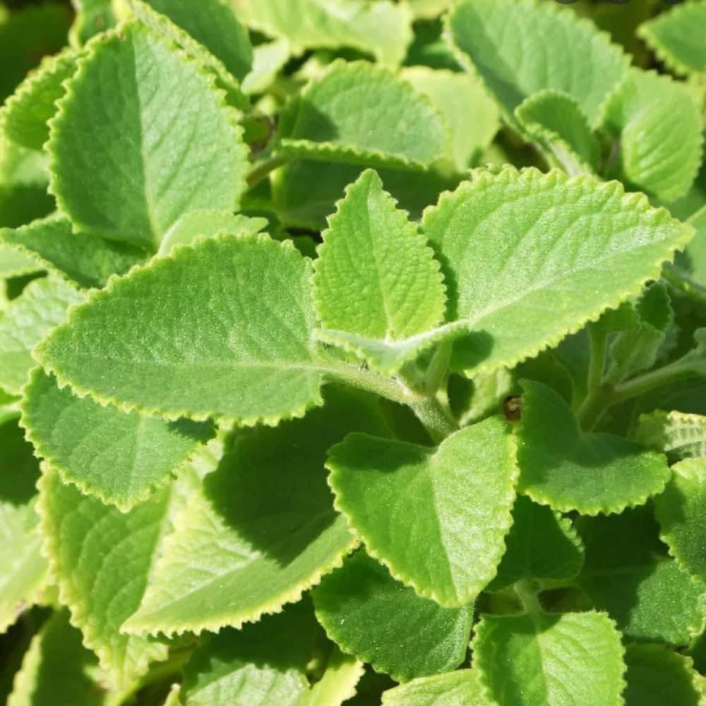 2 Cuban Oregano Plants Live Well-Rooted, 4-6” Tall, Oregano Culinary Herb for Planting