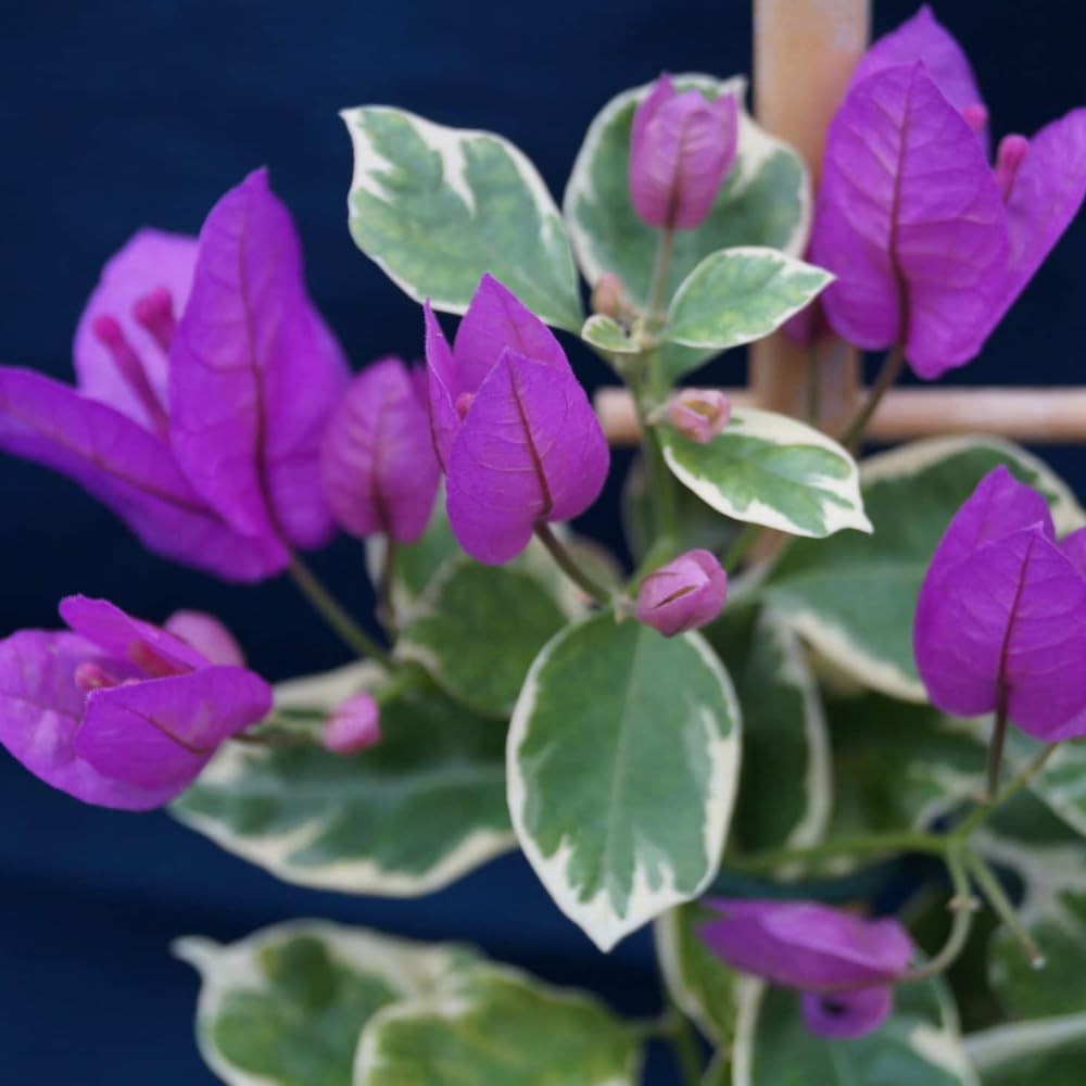 2 Bougainvillea Plants Live, Bougainvillea Flower Vine Plant, Indoor Outdoor Garden 4-7 Inches (Blueberry Ice)