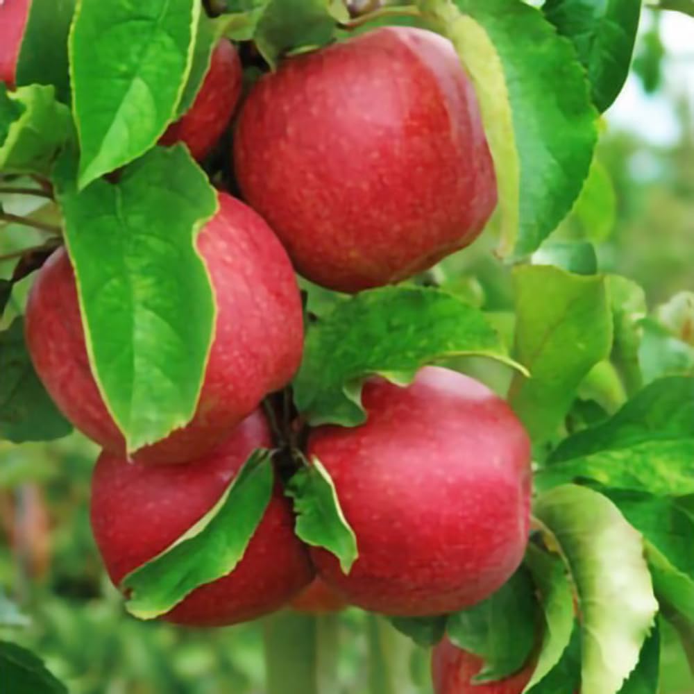 River Apple Tree Live Plant Up to 3 Feet, Bare Root Dormant, Spring Break Fruit Sweet Apple Trees Live Plants for Outdoor Planting, Cold Hardy Fruit