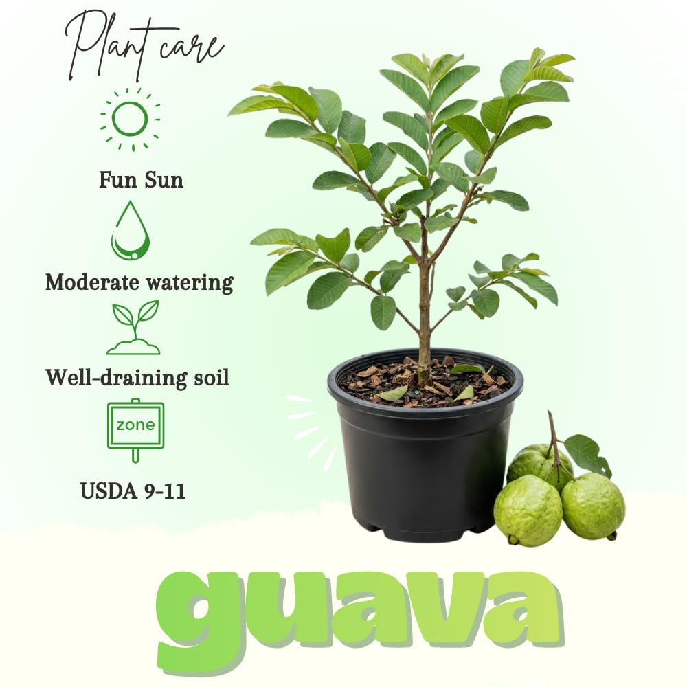 White Guava Tree Live Plant, Tropical Guava Fruit Tree for Planting, Sweet Fruit, 2-3' Tall in 3 Gallon Pot, No Ship to CA