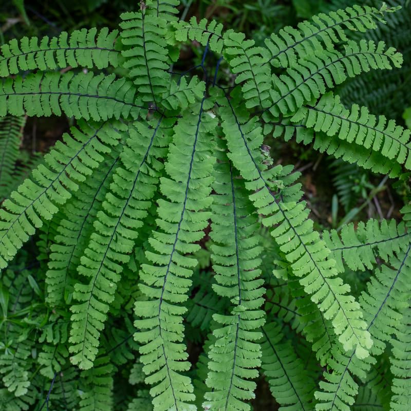 Set 5 Maidenhair Ferns Bare Roots, Ferns Live Plants 4-6 Inches, Hardy Ferns for Shade for Outdoor Garden