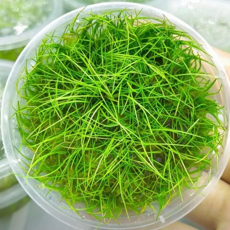 Dwaft Hairgrass Plants Live, 4-6 Inc, Aquarium Grass Plant Live