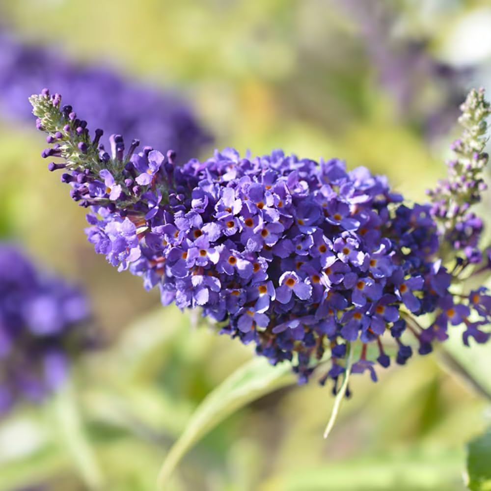 Butterfly Bush Live Plant 4-8 Inches, Fragrant Butterfly Bush Flowering Shrub Well Rooted, Outdoor Garden Planting (Purple Blue)