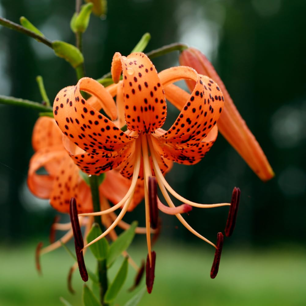 10 Turk’s Cap Lily Bulbs for Planting, Orange Tiger Lilies Bulbs, Hardy Perennial Lily Flowers for Gardening
